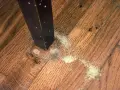 Polvere chiara sul parquet vicino a una gamba di mobile scuro, segno di possibili insetti del legno bianchi.