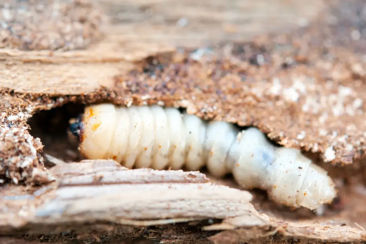 Larva di insetti del legno bianchi, segmentata e paffuta, si muove in un tunnel scavato nel legno.